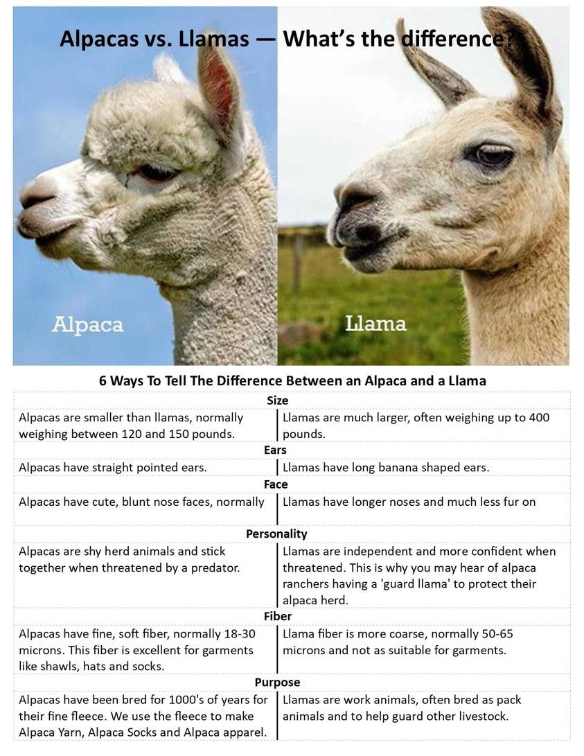 Llama vs. Alpacas